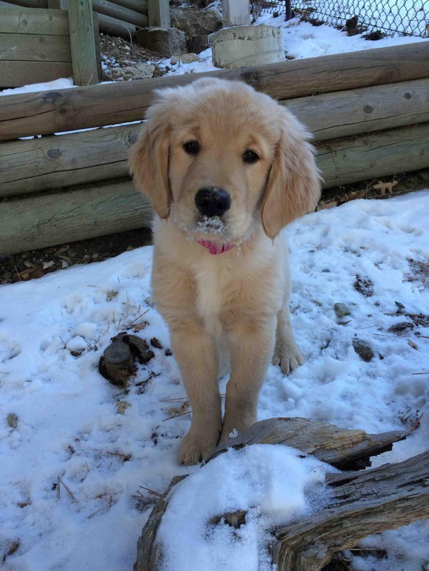 Hayatı Anlamaya Çalışan 18 Meraklı Yavru Köpek 2